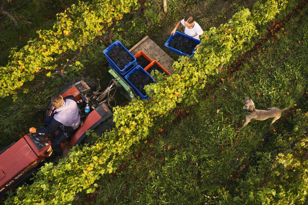 In the vineyard, Hans Herzog