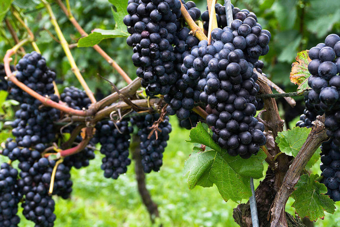 Sip & Read | Pinot Noir Grape