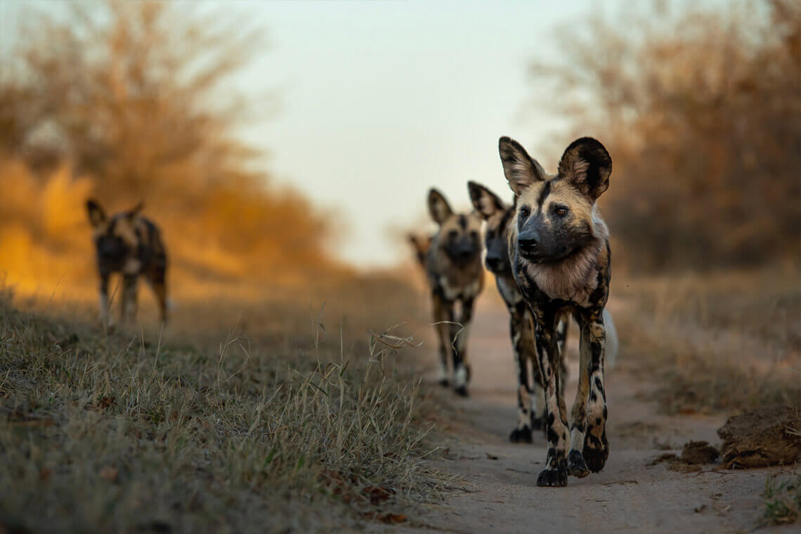 A once in a lifetime experience. Make sure Singita is your next travel destination