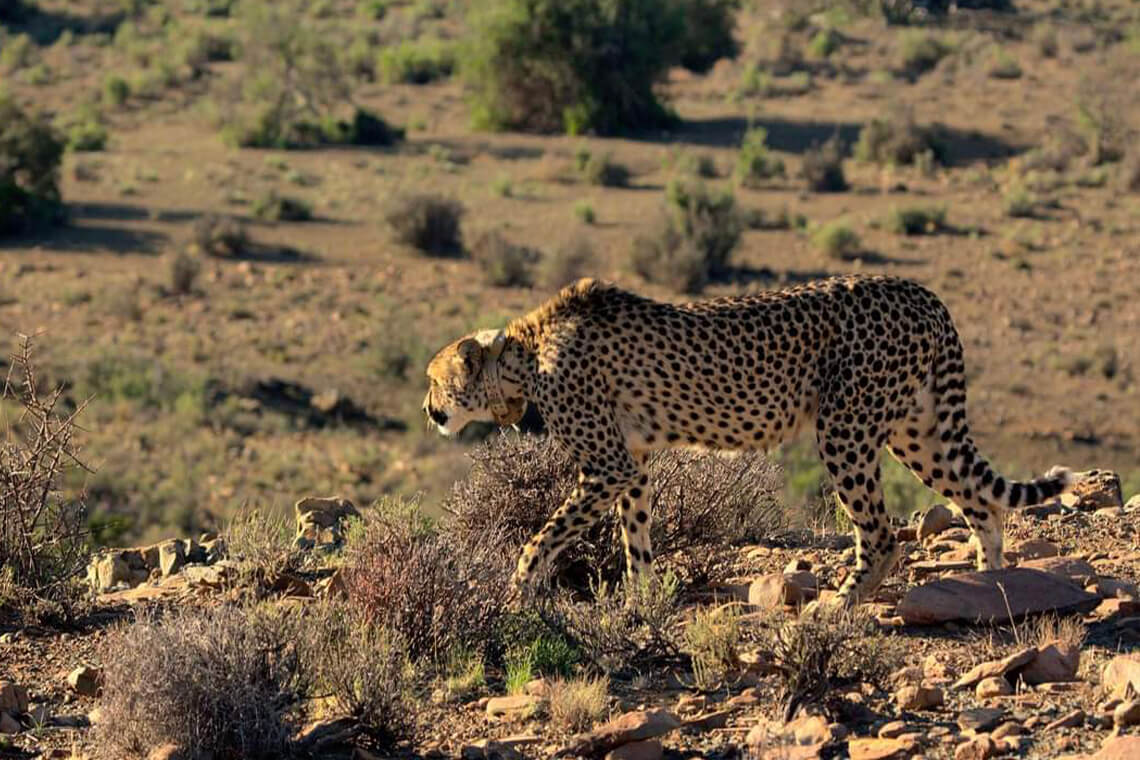 Cheetah tracking is one of the many activities on the reserve