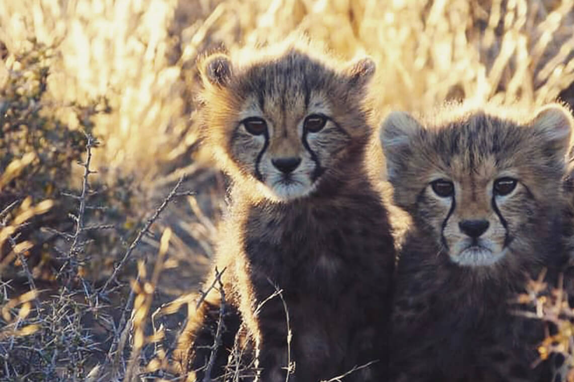 You might even get lucky and spot some adorable cubs