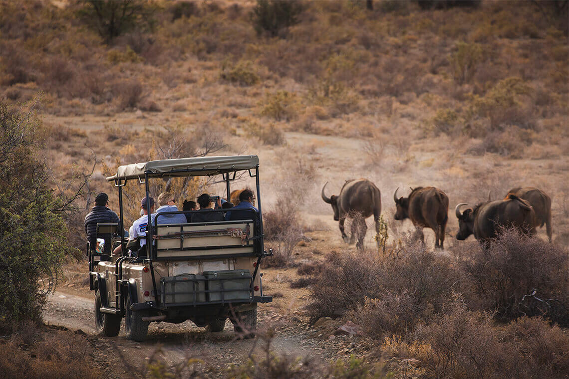 A herd of buffalo running along the game drive vehicle