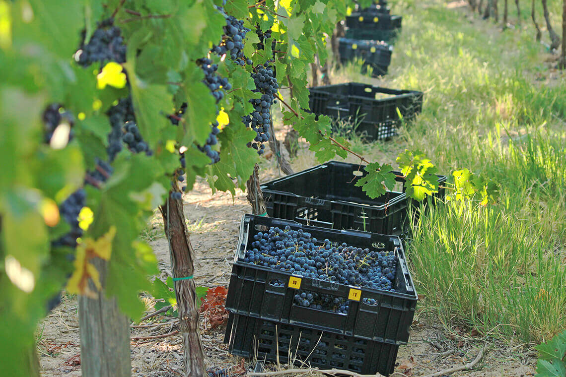 Grapes from Vilafonté vines