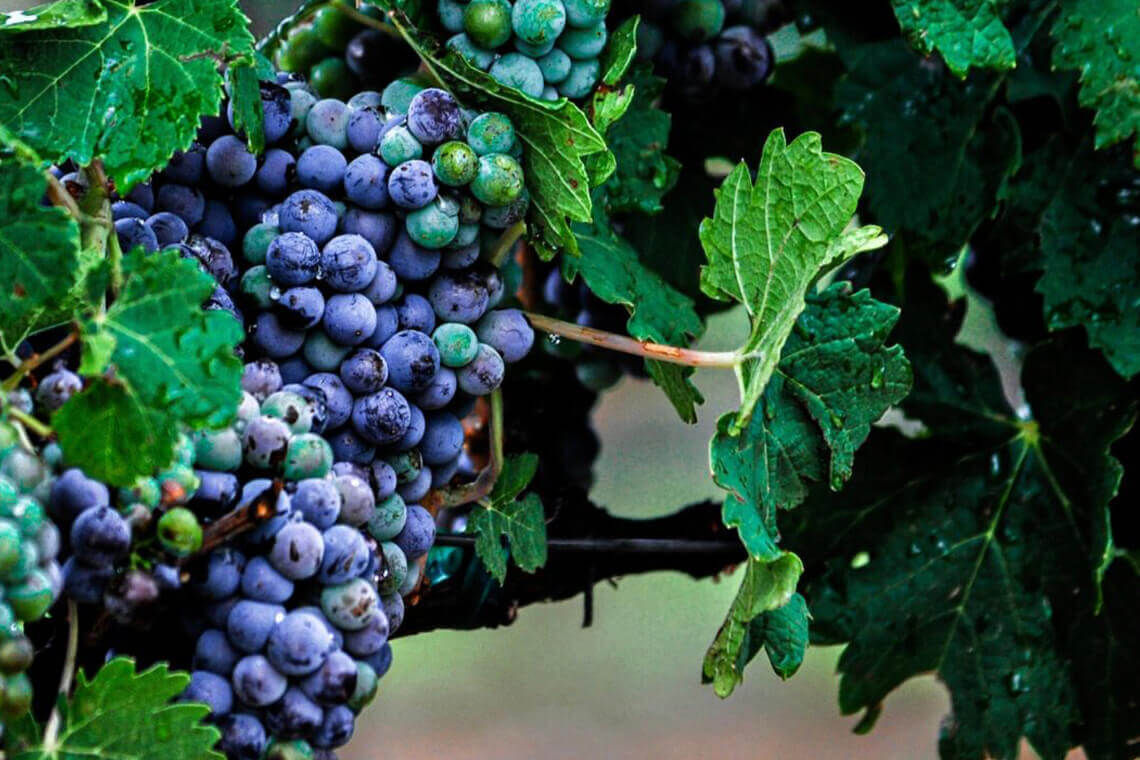 The mighty Cabernet Sauvignon grape