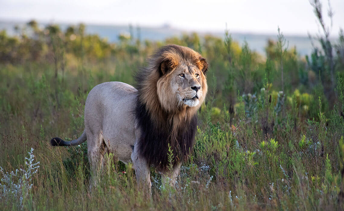 Lion at the reserve