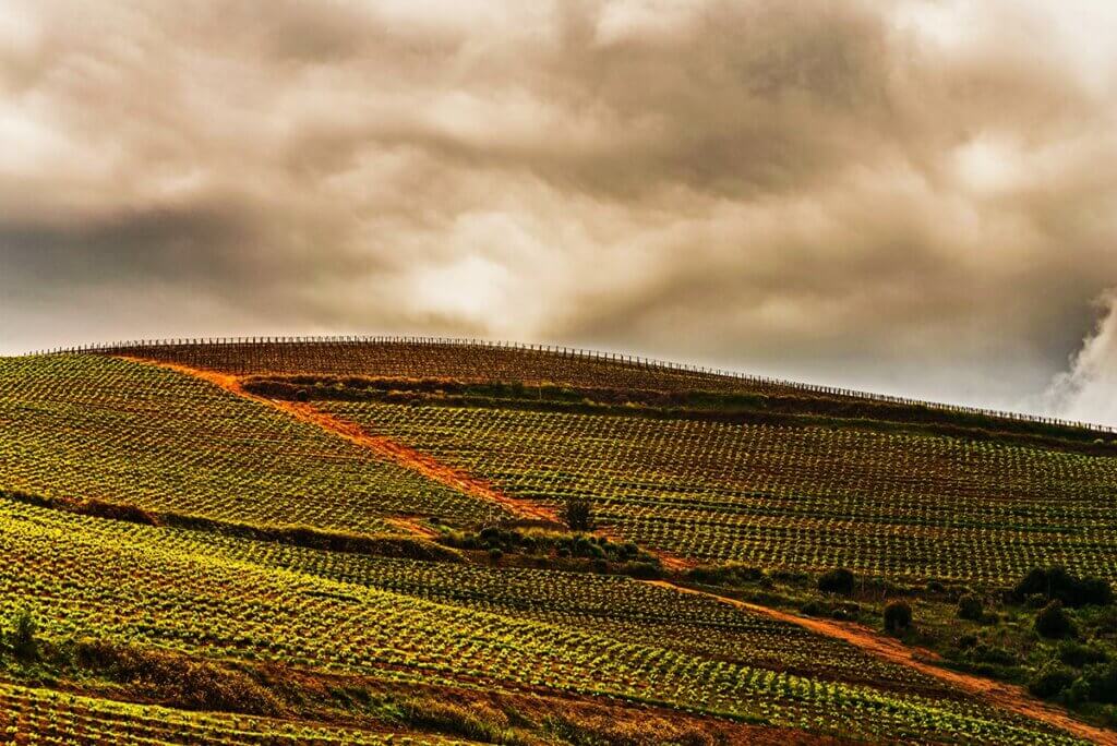 Kanonkop Wine Estate's Rolling Vineyards - Where they grow the most famous wine in south africa